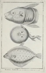 Illustrazione da 