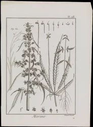 Diagramma marino di fiori, c.1810