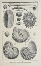 Conchiglie marine, illustrazione da 