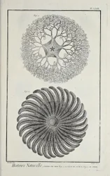 Stelle marine, illustrazione da 