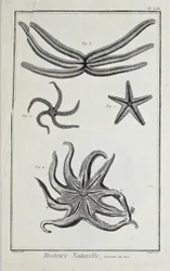 Stelle marine, illustrazione da 