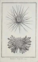 Ricci di mare, illustrazione da 