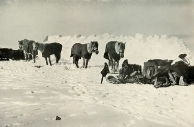 Pony dietro il loro rifugio nel campo sulla barriera, 1911, 1913