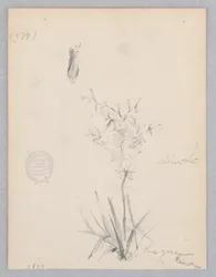 Pianta Fiorita