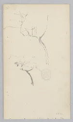 Albero