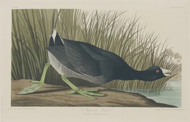 Folaga americana, 1835