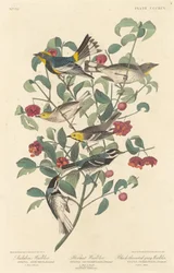 Parula di Audubon, Parula eremita e Parula grigia dal petto nero