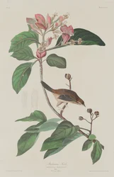 Fringuello di Bachman, 1833