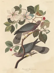 Piccione codafasciata, 1837.