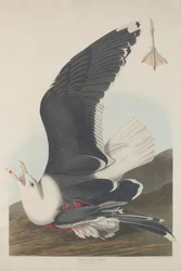 Gabbiano dal dorso nero, 1835