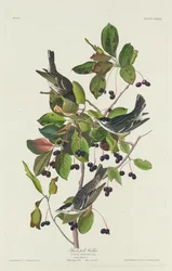 Parula nera, 1832