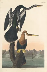 Darter ventre nero