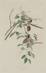 Cincia dal cappuccio nero, 1833