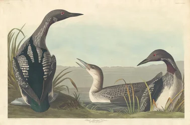 Strolaga dal collo nero, 1836