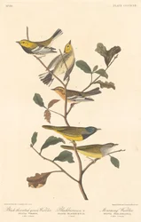 Parula dalla gola nera, Parula di Blackburn e Parula in lutto