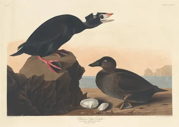 Anatra nera o marina, 1836