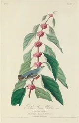 Warbler blu-verde, 1828