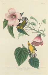 Warbler giallo dalle ali blu, 1827