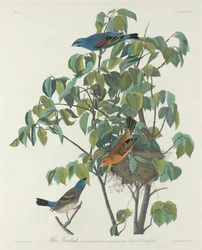 Grosbeak blu