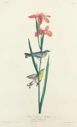 Parula gialloblu