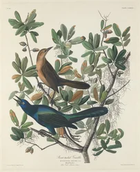 Gracula codalunga, 1834.