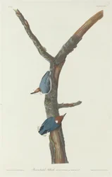 Nocciolaio dalla testa marrone, 1831