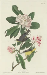 Parula del Canada, 1831