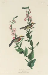 Parula dai fianchi castani, 1829