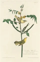 Warbler dei bambini