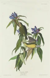 Parula del Connecticut, 1832