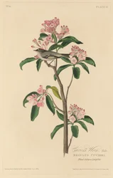 Scricciolo di Cuvier