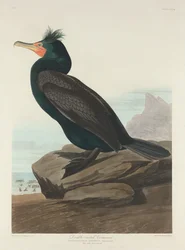 Cormorano doppia cresta, 1835
