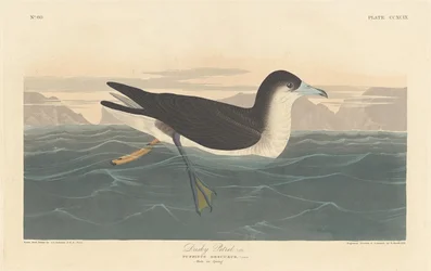 Petrello scuro, 1836