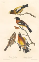Grosbeak serale e Grosbeak maculato, 1837