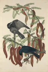 Corvo pescatore, 1832