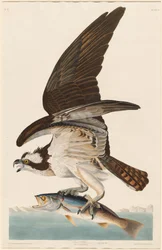 Falco pescatore