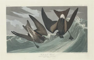Uccello delle tempeste codaforcuta, 1835.