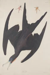 Fregata Pelican, 1835