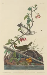 Tordo dalla Corona Dorata