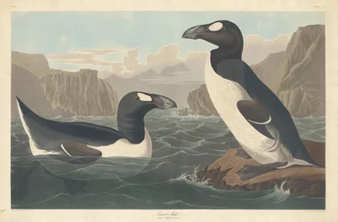 Grande Auk