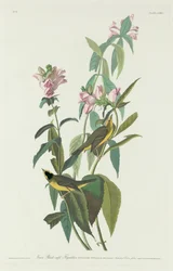 Pigliamosche Verde Nero