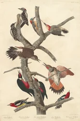 Picchio villoso, 1838