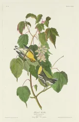 Parula dell