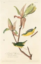 Parula del Kentucky