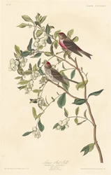 Lucherino Minore