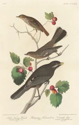 Piccolo tordo fulvo, 1838