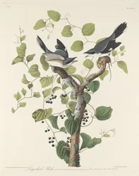 Averla testagrigia