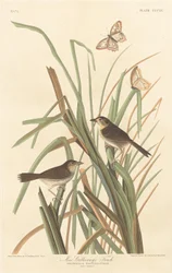 Il fringuello di MacGillivray