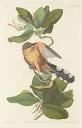 Cuculo delle mangrovie, 1833