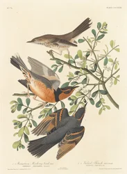 Uccello beffardo di montagna e tordo variegato, 1837